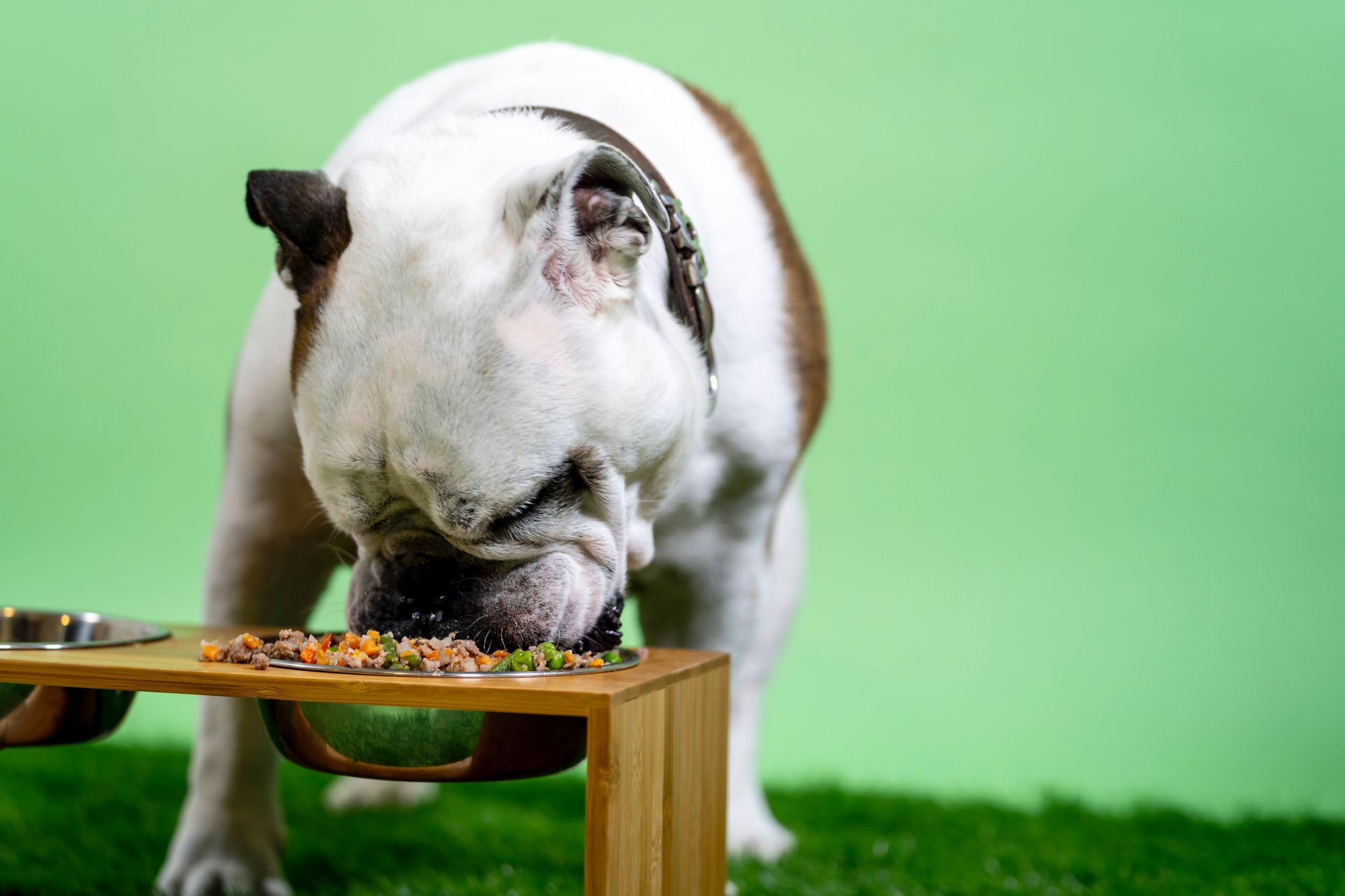 english bulldog eating from a bowl